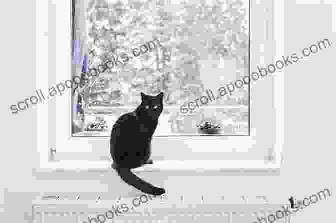 A Black Cat Sitting On A Windowsill All My Cats Walter M X Zimmer