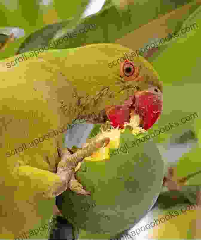 A Close Up Shot Of A Parrot Eating A Piece Of Fruit With A Vibrant Beak And Curious Expression How To Take Care Of Your Parrot