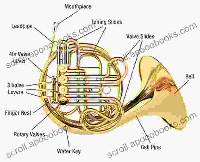 A Detailed Diagram Of The Latin French Horn's Anatomy The Latin French Horn Bob Gendron