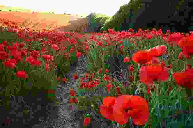 A Field Of Red Poppies Keeping Faith: The History Of The Royal British Legion