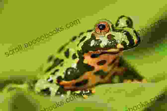 A Fire Bellied Toad Sitting On A Leaf Quick Easy Fire Bellied Toad Care