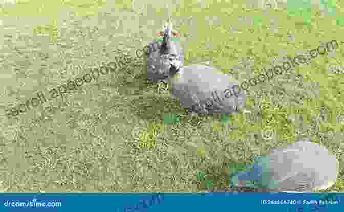 A Flock Of Guinea Fowl Foraging In A Grassy Field, Searching For Insects And Vegetation. Guinea Fowl Backyard Poultry: Keeping Guinea Fowl