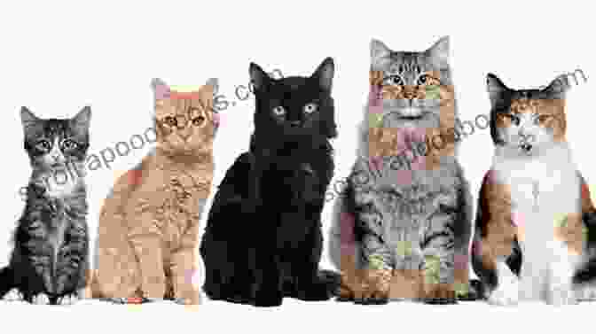 A Group Of Cats Of Different Breeds The Little Of Lore For Cat Lovers: A Complete Curiosity Of Feline Facts Myths And History (Little Of Lore)