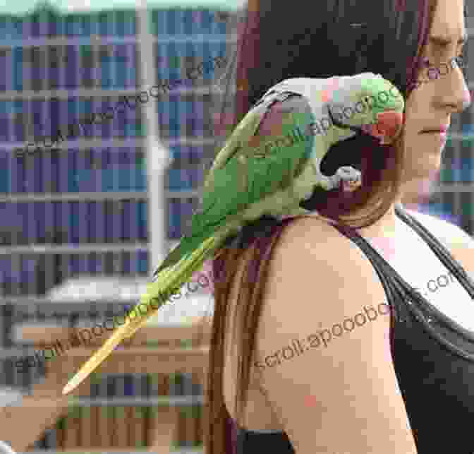 A Parrot Perched On A Human's Shoulder, Showing Affection And Curiosity With Its Head Tilted And Eyes Focused How To Take Care Of Your Parrot