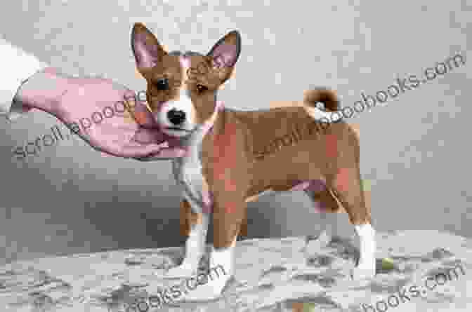 A Playful Basenji Puppy Basenji Raising Guide: The Fundamental Guide On Basenji Dog And Puppy Costs Care Feeding Health Training Grooming And Fun Facts