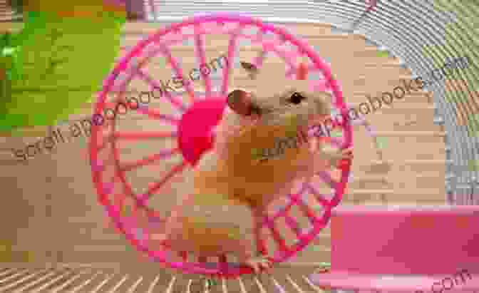 A Playful Hamster Running On A Wheel, Its Tiny Feet And Fluffy Tail In Motion Hamsters: Hamsters In Photographs BRANDI ROBINSON