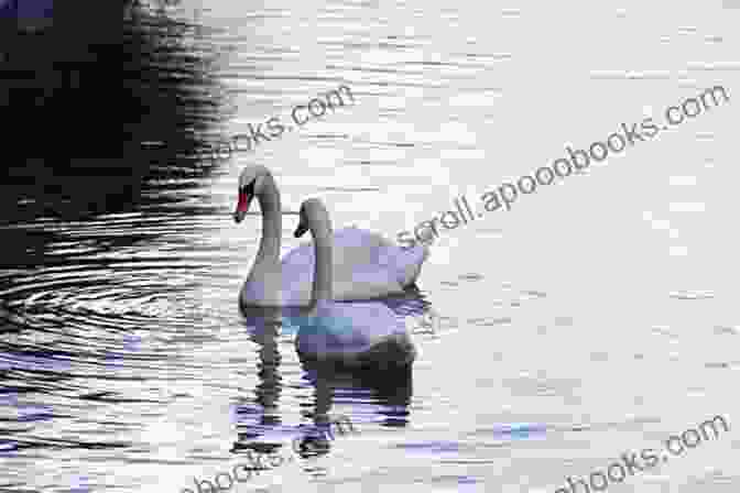 A Serene Scene Of A Sunrise Over A Lake, With Two Swans Swimming Gracefully In The Foreground Love Haiku: Poems To Love And Nature