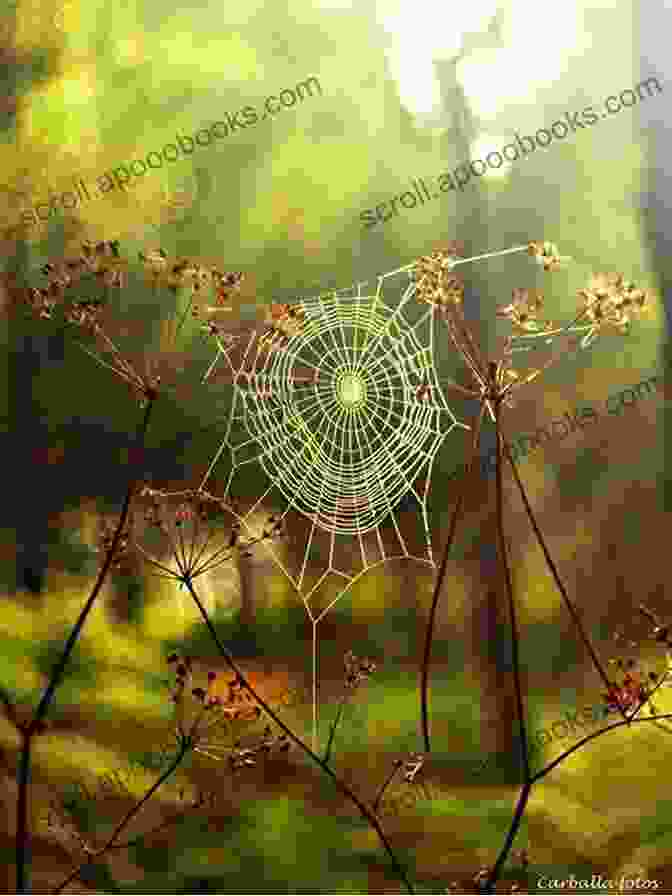 A Spider Explores The Beauty Of Nature So I M A Spider So What? #50 3