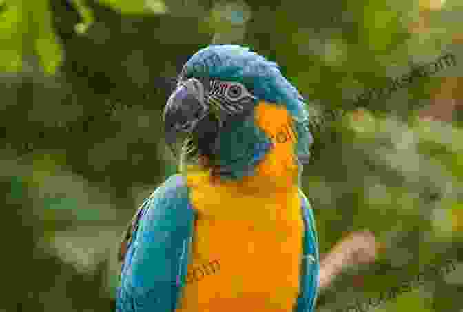 A Stunning Photo Of A Vibrantly Plumaged Blue And Gold Macaw Perched On A Branch Amidst The Lush Greenery Of The Rainforest Blue And Gold Macaws Karen Anne Golden