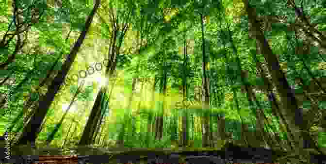 A Tranquil Image Of A Lush Green Forest, With Sunlight Filtering Through The Canopy And Creating A Dappled Effect On The Ground Love Haiku: Poems To Love And Nature