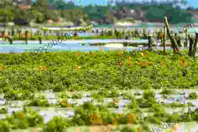 A Vast Algae Farm Stretching As Far As The Eye Can See, With Rows Of Algae Tanks Glimmering Under The Sunlight An To Growing Algae