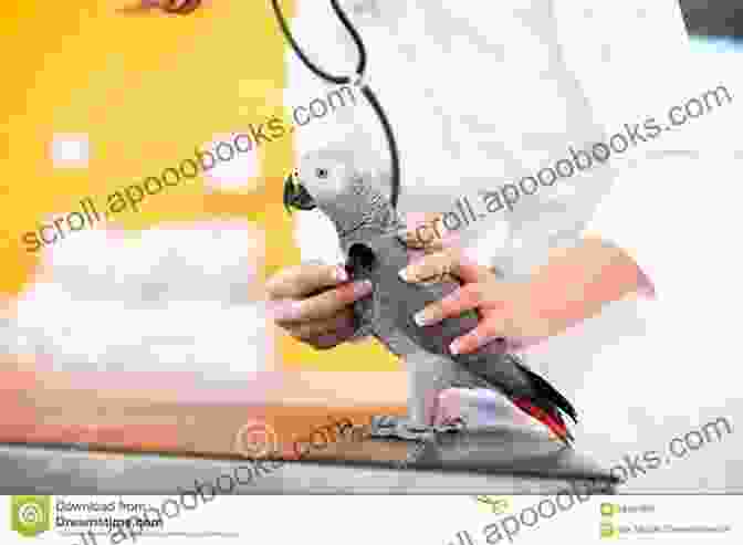 A Veterinarian Examining A Parrot, Using A Stethoscope To Listen To Its Heartbeat And Checking Its Overall Health How To Take Care Of Your Parrot