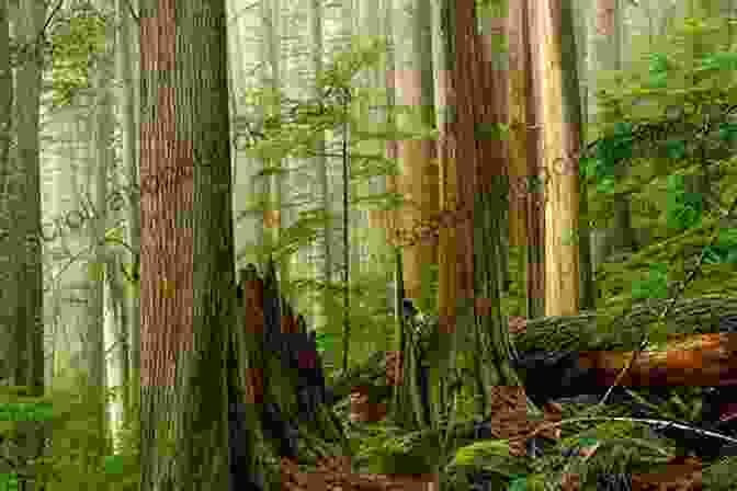 An Image Of A Lush Old Growth Forest In The Pacific Northwest Songs Of The Pacific Northwest