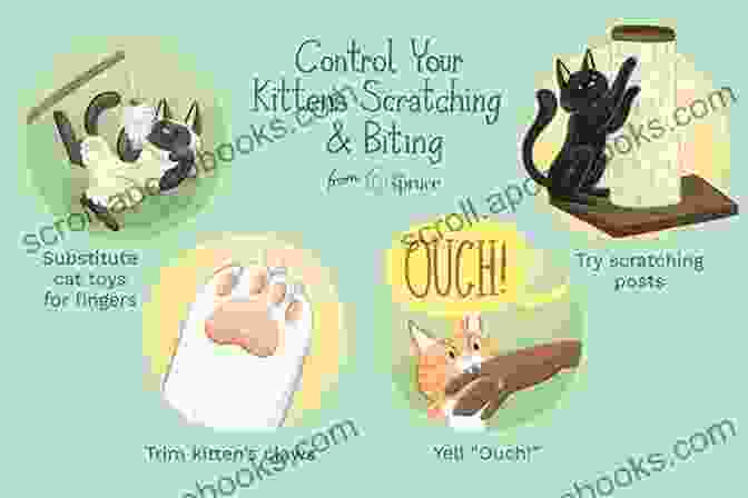 Cat Training: Stop Biting, Scratching, And Problem Behavior How To Train Your Cat And Stop Biting Scratching And Problem Behavior