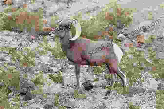 Desert Bighorn Sheep In Kane Creek Canyon Kane Creek Blvd Moab Road Guide (A GUIDE TO DISCOVERY 2)