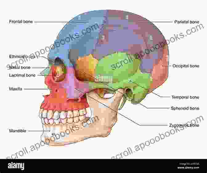 Detailed Anatomical Illustrations Showcase The Intricacies Of The Craniofacial Region. Mathog S Atlas Of Craniofacial Trauma