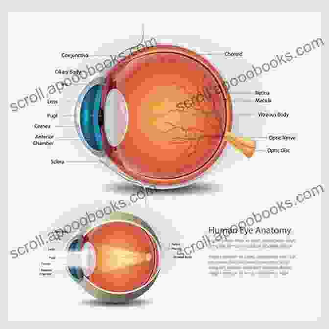 Detailed Illustration Of The Human Eyeanatomy Ophthalmology Secrets In Color Beverly Hashimoto