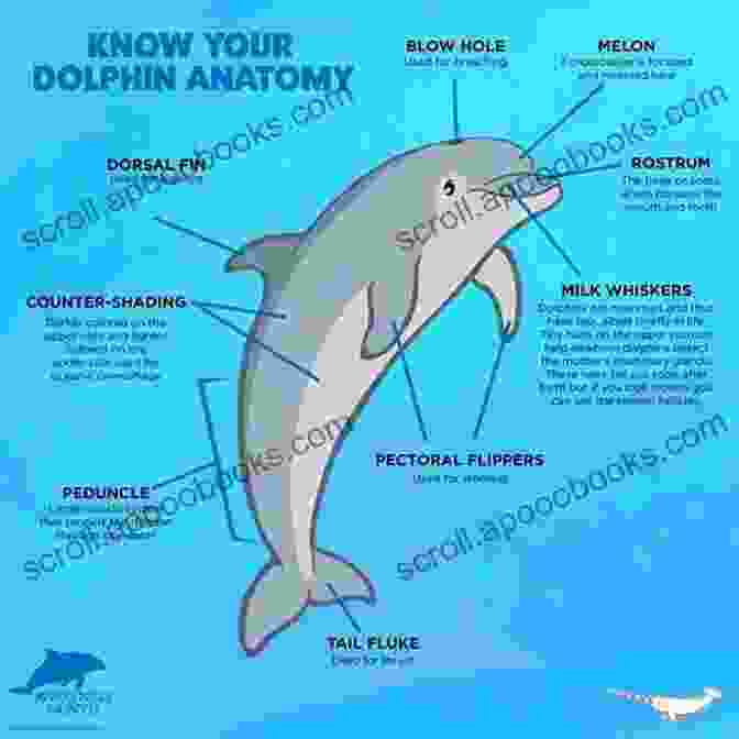 Dolphin Anatomy Below The Waist Dancing Dolphin Patterns