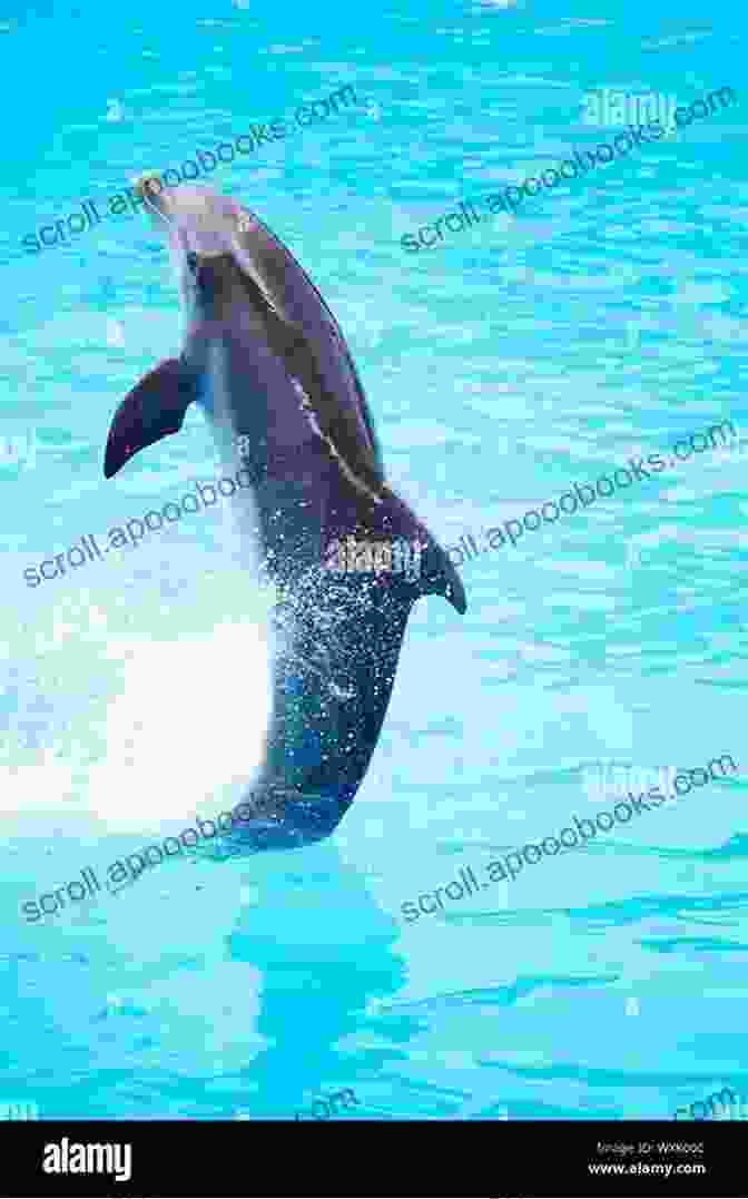 Dolphin Dance Techniques Below The Waist Dancing Dolphin Patterns