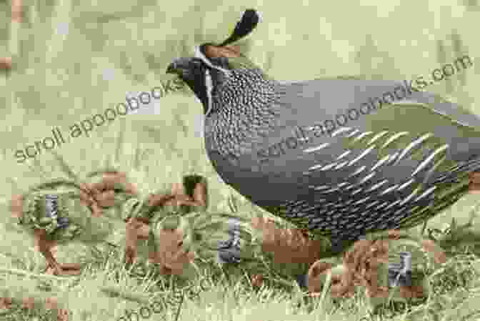 Fluffy Quail Chick Staring Curiously At The Camera Quails 202: The Most Asked Questions And Answers On Raising Healthy Highly Productive Quail