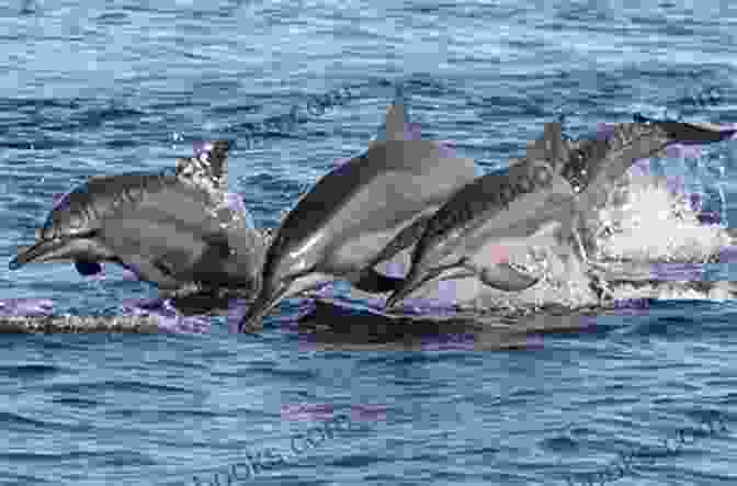 Georgia Boy Dolphin, A Charismatic Marine Mammal Displaying Playful Patterns Georgia Boy Dancing Dolphin Patterns