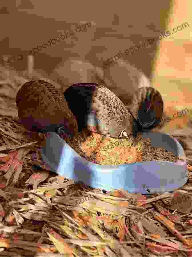 Group Of Quails Feeding From A Large Feeder Quails 202: The Most Asked Questions And Answers On Raising Healthy Highly Productive Quail