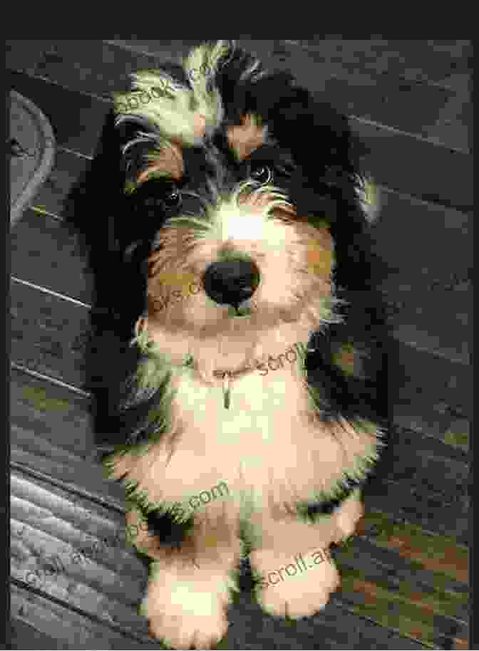 Image Of A Tri Colored Bernedoodle Puppy Bernedoodles The Ultimate Bernedoodle Dog Manual Bernedoodle Care Costs Feeding Grooming Health And Training All Included