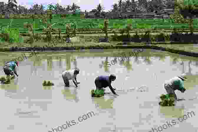 Indonesian Farmers Tending To Their Rice Paddies, Capturing The Essence Of Traditional Agricultural Practices The Travels At The Turn Of The Century: Mallorca