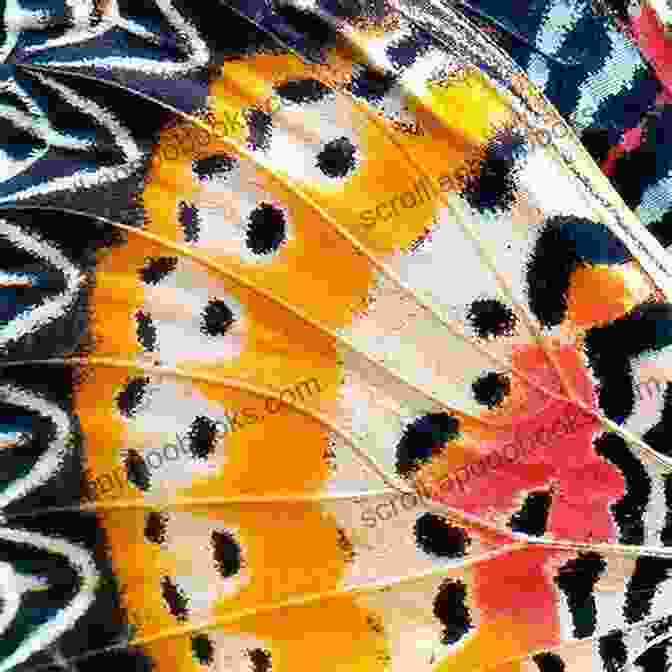 Magnified View Of A Butterfly's Wing Showcasing Intricate Patterns And Textures. Microscop Kid Brian Pomphrey