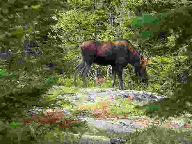 Moose In Acadia A Moose Standing In A Clearing In Acadia National Park Acadia National Park: Planning Guide