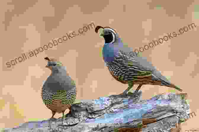 Pair Of Quails Engaging In Courtship Behavior Quails 202: The Most Asked Questions And Answers On Raising Healthy Highly Productive Quail