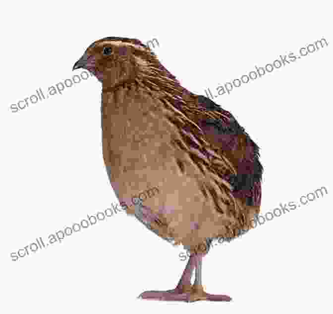 Quails For Sale At A Farmers Market Quails 202: The Most Asked Questions And Answers On Raising Healthy Highly Productive Quail