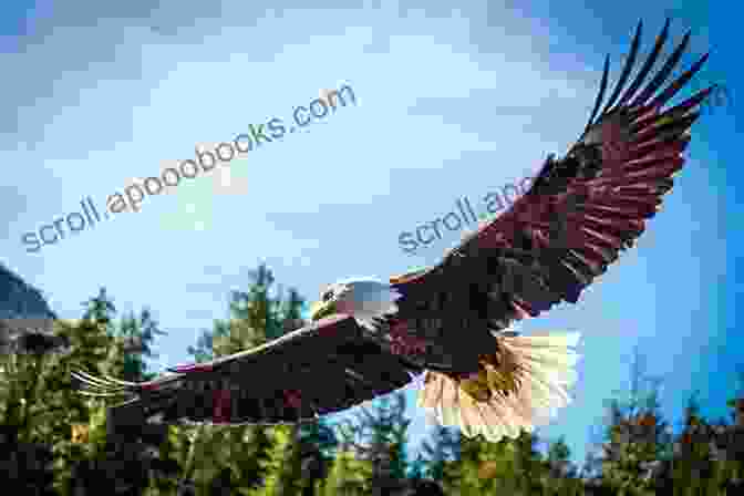 Two Birdwatchers With Binoculars, Admiring A Majestic Eagle In Flight Against A Stunning Natural Backdrop Birder S Guide To Pennsylvania (Birder S Guides)