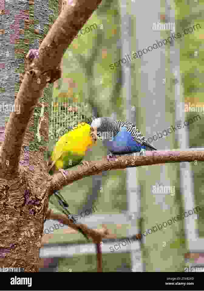 Two Vibrant Budgies Perched On A Branch, Showcasing Their Playful Nature. Budgies For New Owners: Parakeet Care And Taming For The Complete Beginner (Budgie Care Parakeet Parrot Training 1)