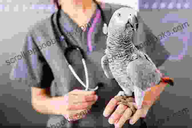 Veterinarian Examining A Quail Quails 202: The Most Asked Questions And Answers On Raising Healthy Highly Productive Quail