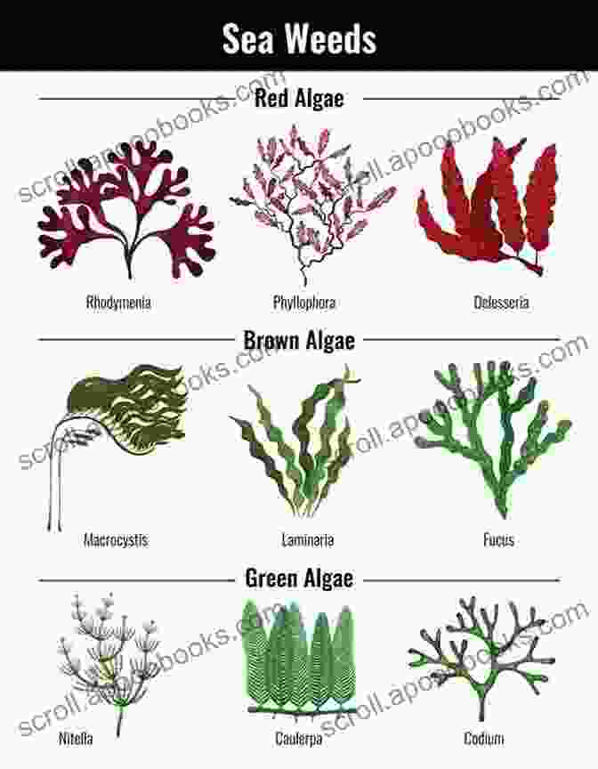 Vibrant And Diverse Seaweed Species Seaweed Sustainability: Food And Non Food Applications