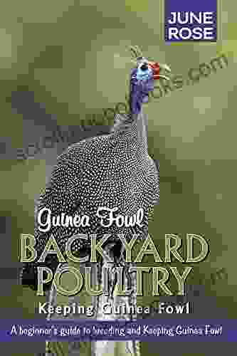 Guinea Fowl Backyard Poultry: Keeping Guinea Fowl
